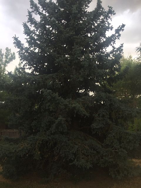 Amazing trees