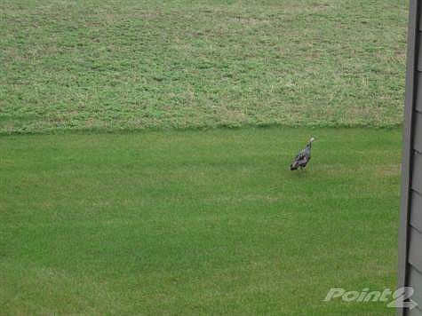 Wild Turkey in back yard