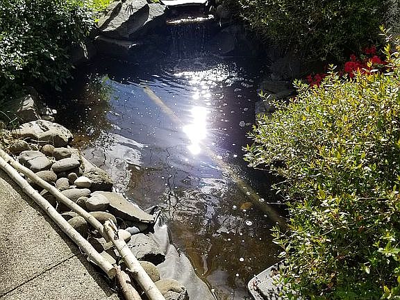 koi pond in front yard