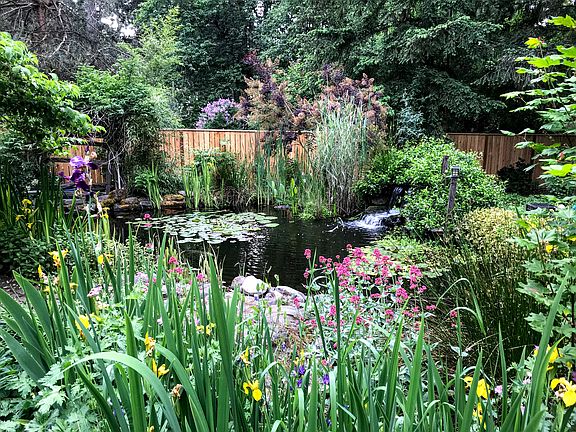 Koi Pond - Backyard