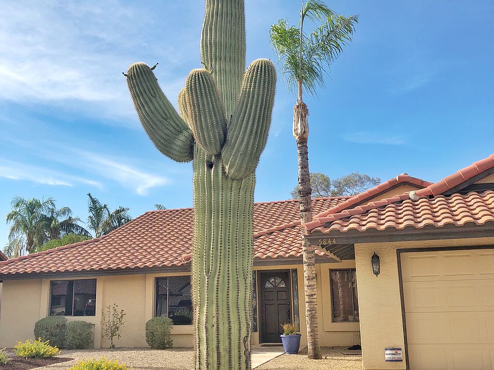 Beautiful mature Saguaro