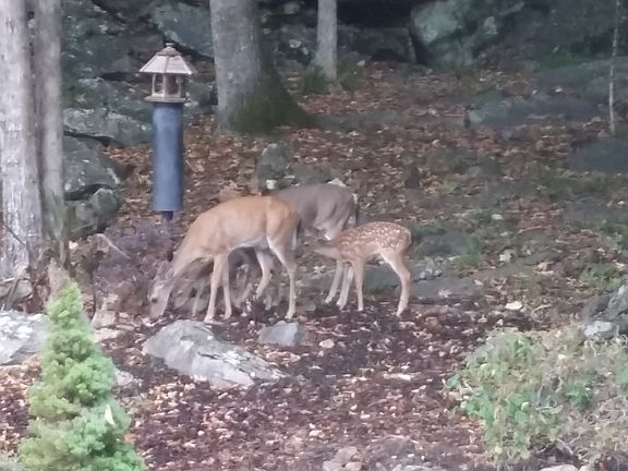 Our Back Yard