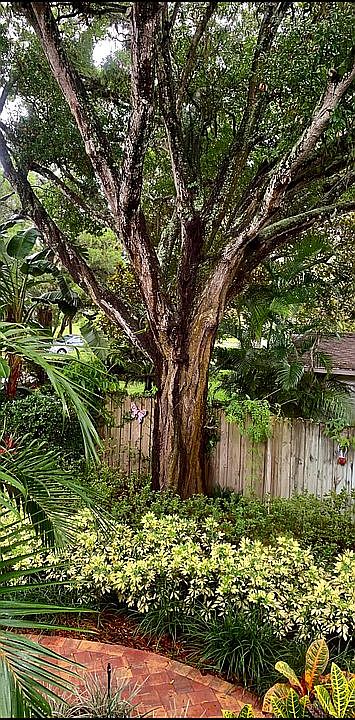 Big beautiful oak