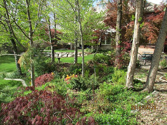 Back yard
