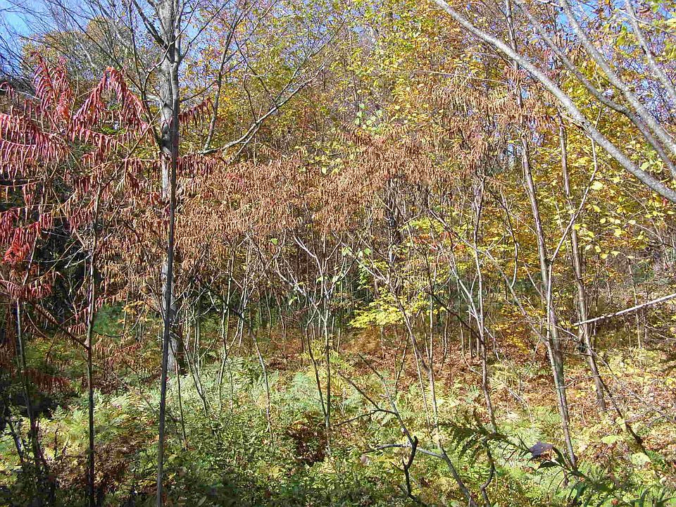 Lots of trees & foliage