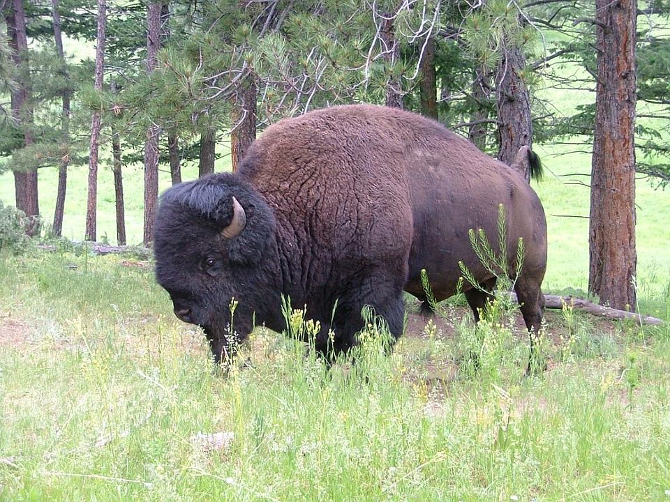 Bison!