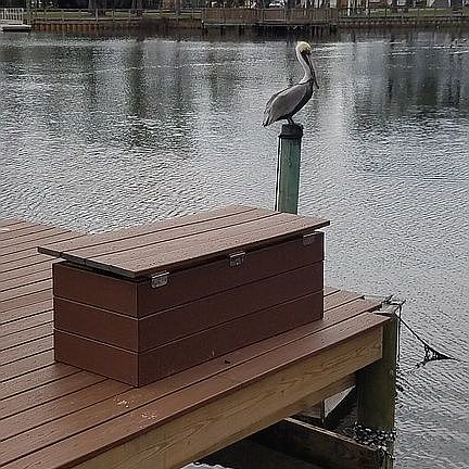 Pelican Perched on Pole