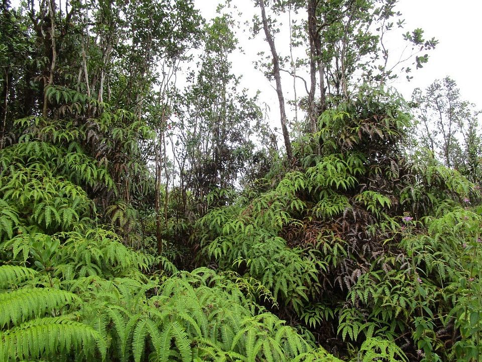 2nd image of Maile St Lot 11