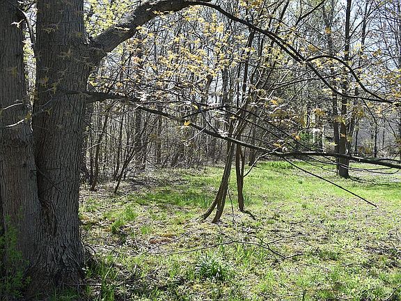 Back of lot is wooded 