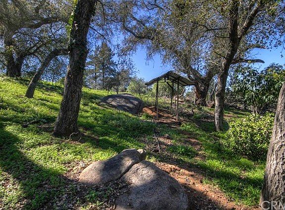 Beautiful, mature oak trees