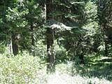 2nd image of Rock Shelf Lot 21