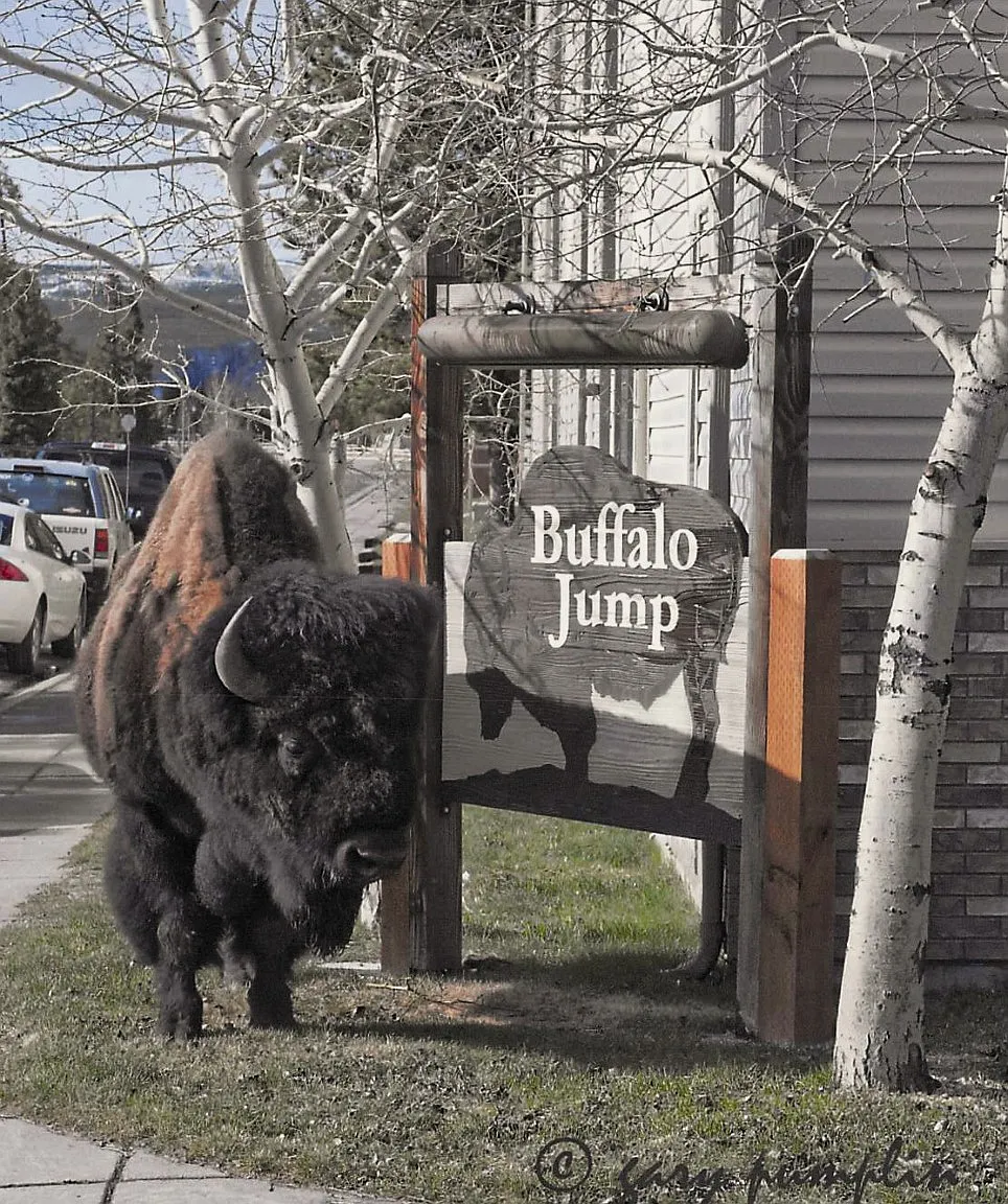 Buffalo Jump Apartments — Photo 3