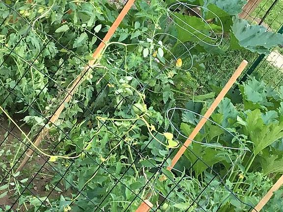 Veggie garden out back