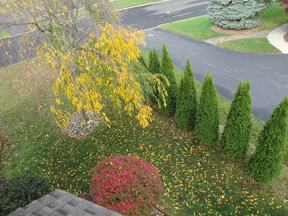 Yard From 2nd floor window