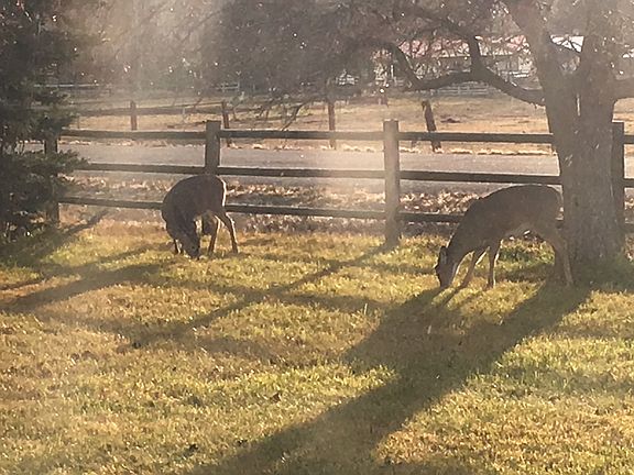 Some of the neighbors!