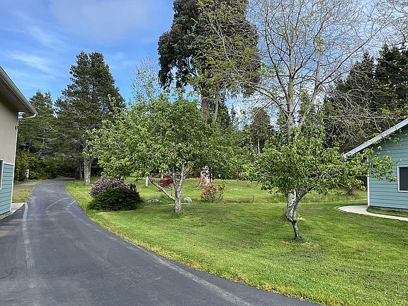 Apple trees. 