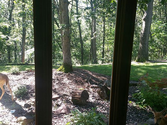 fawns in backyard - annually