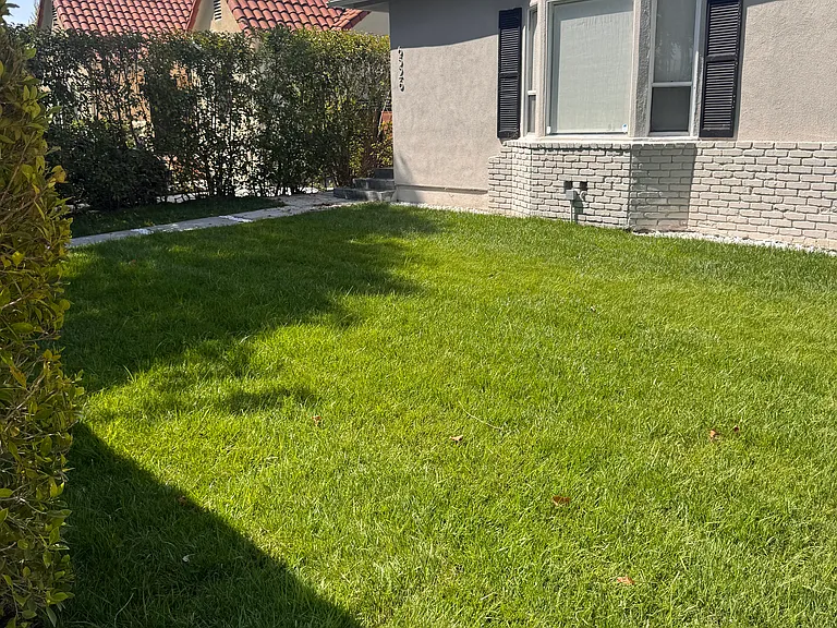 Front yard