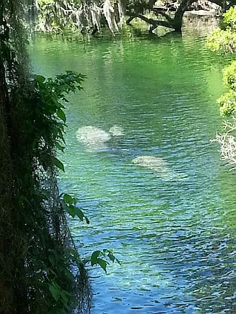 Natural Springs in this area with Manatees