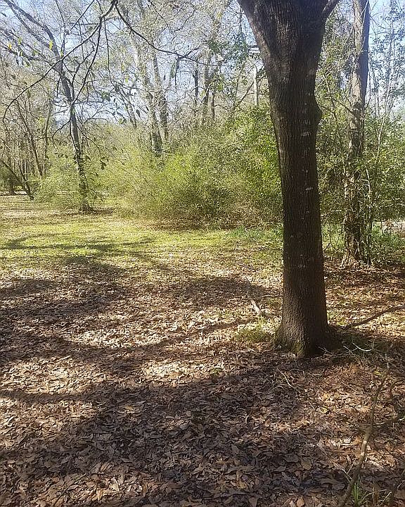 Mature Trees 