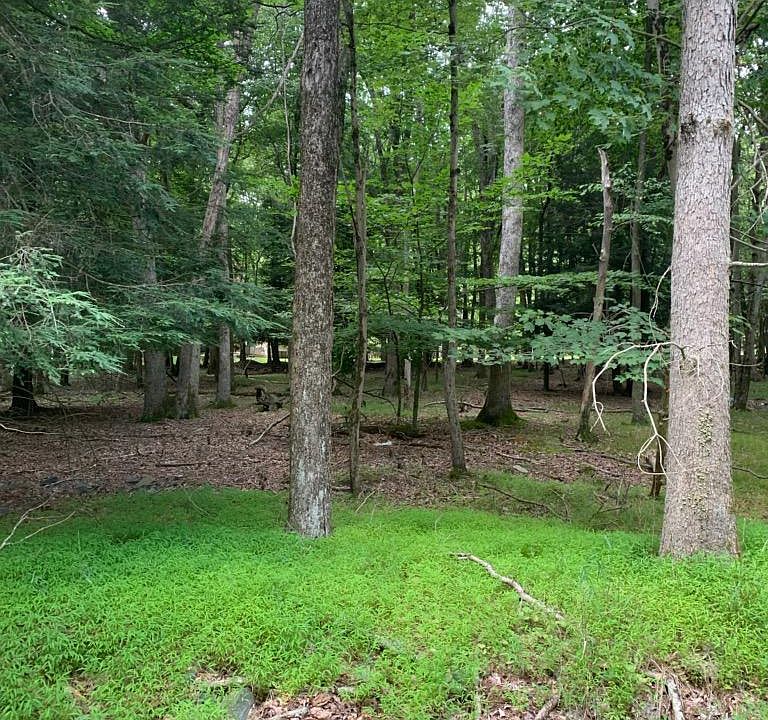 1st image of Rhododendron Dr