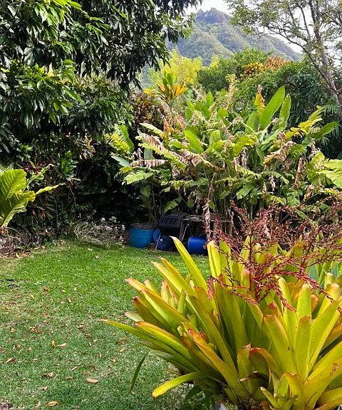 Manoa Rd — Photo 23