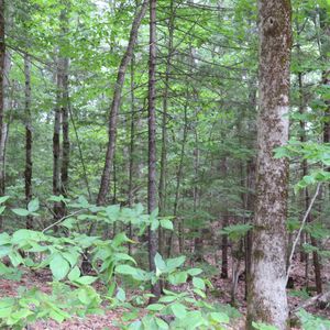 Lot 67 Sandwich Slopes Road R1; Lot 67, Center Sandwich, NH, 03227