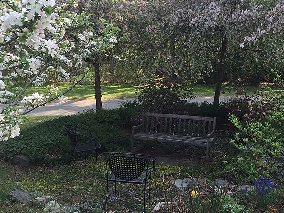 Apples in bloom (May 10)