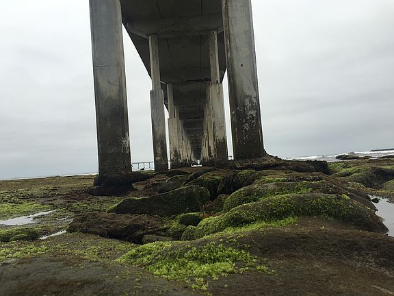 Walk the OB tide pools