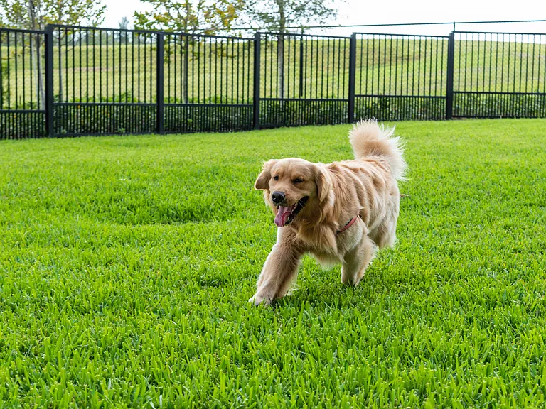 Private resident dog park offers plenty of room for pets to run, play, and socialize.
