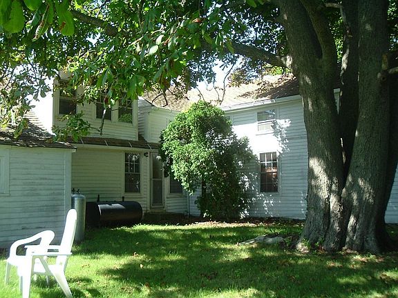Ancient Chestnut Tree