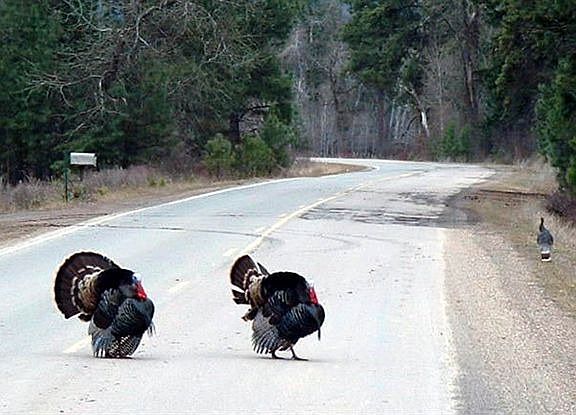 Turkeys