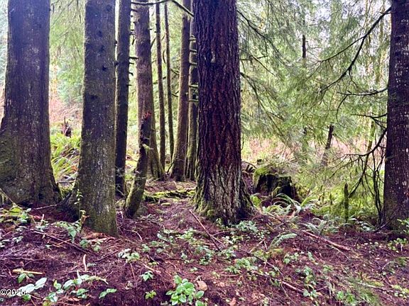 4th image of Tl100 Nf #17