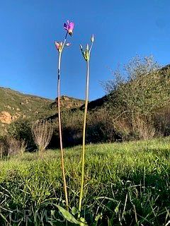 2nd image of 32797 Mulholland Hwy