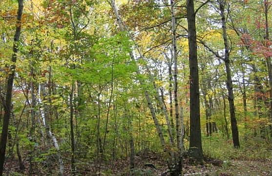 Native Trees 2nd lot
