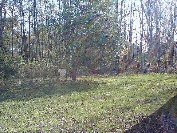 appletree in private back yard