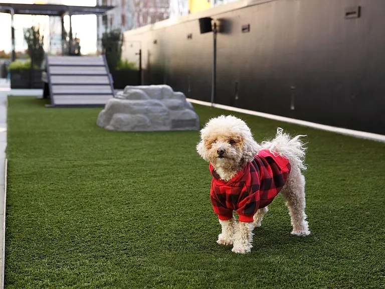 WAG Dog Run.
