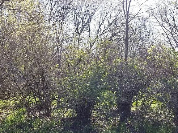 2nd image of 768 Lake Wildwood Dr