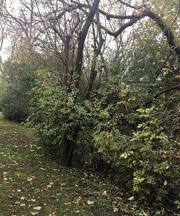 3rd image of Marion Ave Lot 11