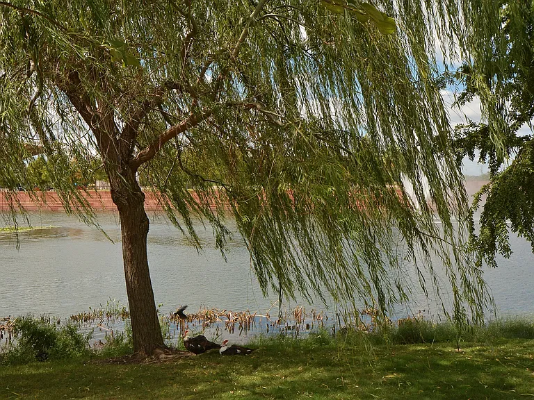 Community Park View