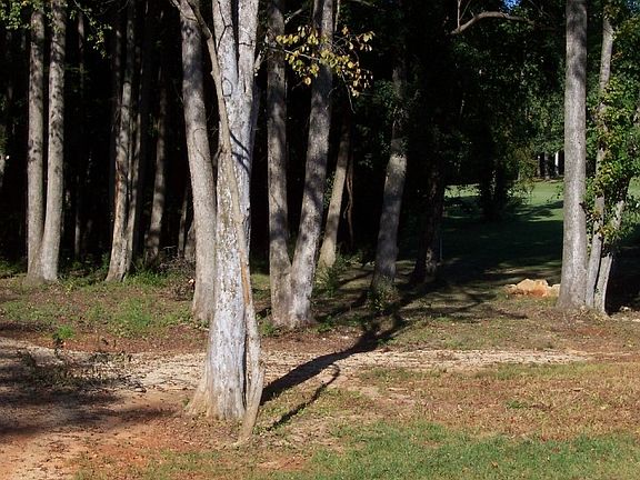 Woods : Large trees help privatize the lot