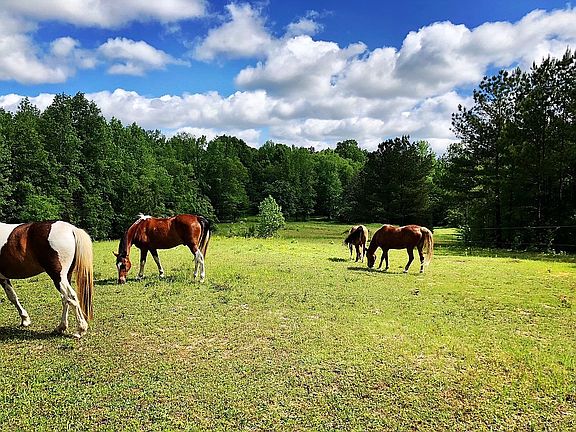 horses in 1 of 5 pastures