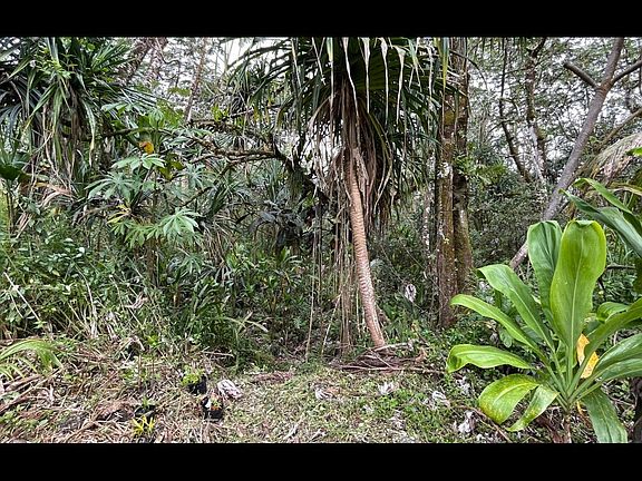 5th image of Pahoa Cir Lot 13