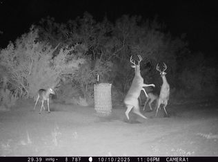 3073 Bravo 6 Rd, San Diego, TX 78384