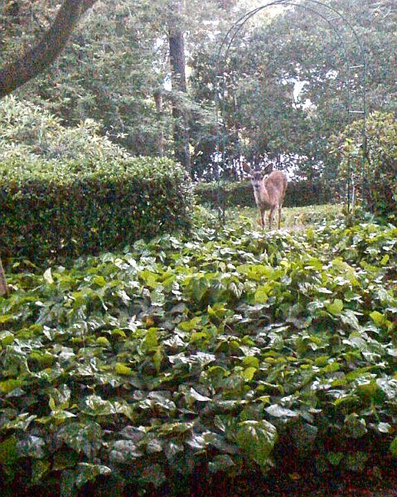deer in rear yard [frequent 