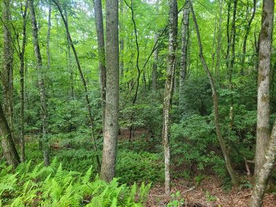 0 Wild Turkey Ln, Franklin, NC, 28734