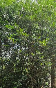 RRL020 Lakeside Drive, Lake Toxaway, NC, 28747