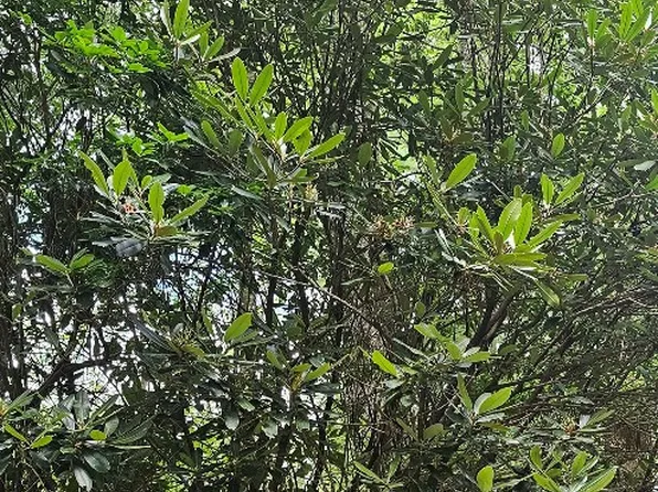 RRL020 Lakeside Drive, Lake Toxaway, NC 28747