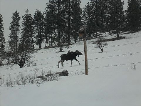 moose passing thru