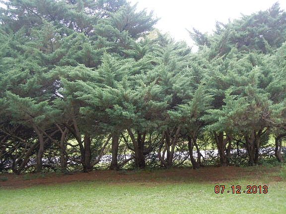 Juniper barrier from road